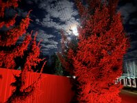 IMG_8261.JPG IMG_8261.JPG